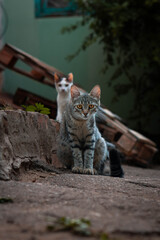 Obraz premium Curious tabby cat sitting on a stone surface outdoors while another cat watches from the background. Atmospheric animal portrait with shallow depth of field and urban environment.