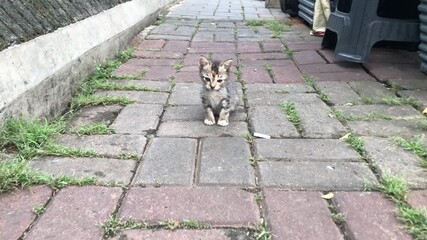 Small kitten sitting and walking on old brick pathway.