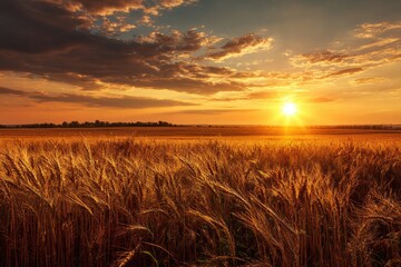 Dramatic golden sunset illuminates a vast wheat field with fluffy clouds