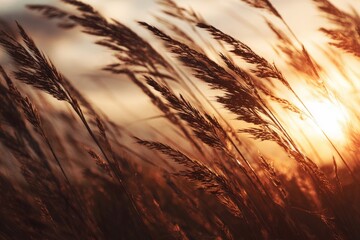 Close-up of tall, wispy grass backlit by the setting sun, creating a warm, golden glow