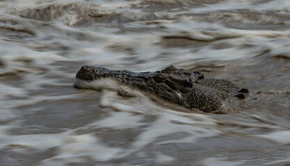 Crocks in Kakadu National park, Northern Territory, Australia