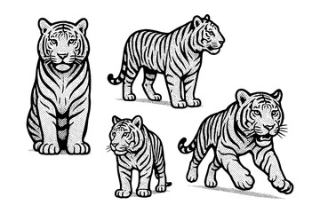 Obraz premium Vintage tiger design collection: majestic wildlife illustrations in classic engraving style