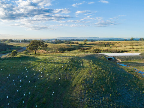 Aerial view of new trees planted on hillside with single large tree