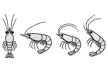 Obraz premium Minimalist shrimp collection with detailed dotwork style