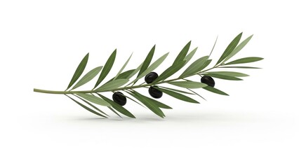 An olive branch with green leaves and black olives on a white background