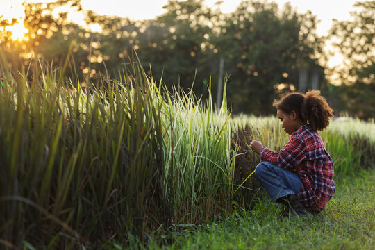 A young child crouches beside a rice field at sunset, gently touching the plants in warm light. 