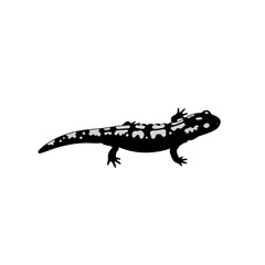 Black and white salamander illustration