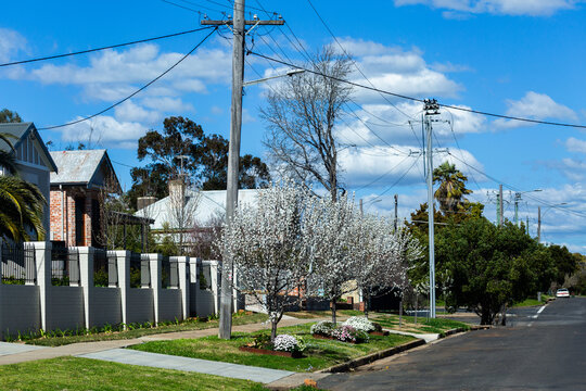 spring flowers blooming in late winter beside footpath outside homes in Tamworth