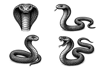 Obraz premium Black and white snake designs: cobra and viper intricate ink art collection
