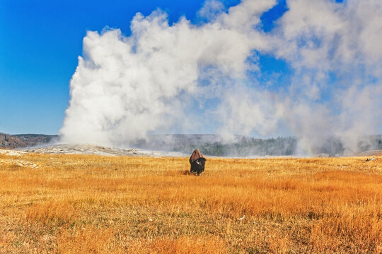 View at Old faithful geyser in eruption with a wild Buffalo in Yellowstone national park