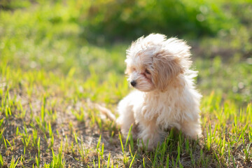 ミックス犬_草原