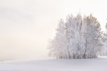 Beautiful minimalist winter christmas copy space background. Fabulous trees in the snow on the shore of a winter foggy lake on a frosty January December day. High quality photo