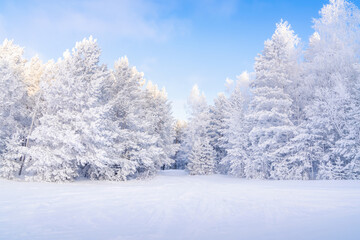 Bright blue sky shines over a forest covered in white snow. Trees stand tall with frost, creating a magical winter scene. This fairy forest invites visitors to explore its beauty in January. High