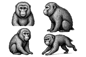 Fototapeta premium Detailed hand sketched monkeys in various poses with vintage style