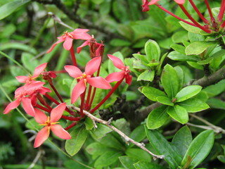 Beautiful red flowers in a natural garden with green leaves.
