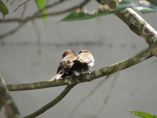 A pair of small brown sparrows perched back to back on a green tree branch in nature, a symbol of wild bird fauna in tropical areas.