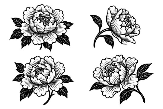 Elegant black and white floral peony set for design and decoration