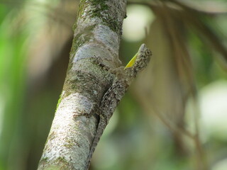 Lizard reptile on a tropical forest tree branch, a closeup macro view of wildlife in nature