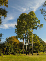 Baum, Babbel, Park, Herbst, Baumkrone, Wanderweg, Himmel, Baumallee.