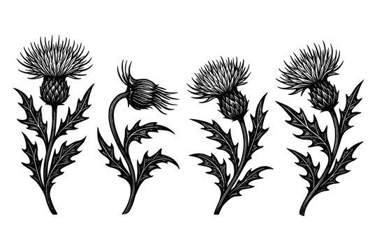 Elegant botanical drawing of thistle flowers with detailed leaves in vintage style