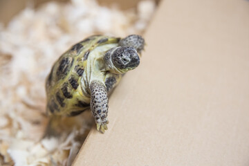 A domestic land tortoise on wood chips in a cardboard box, close-up
