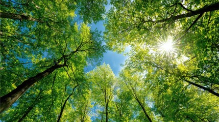 Lush Green Forest Canopy with Sunlight Streaming Through Trees, Creating a Natural Skylight Effect