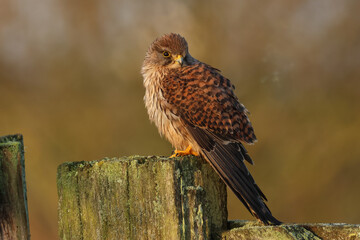 A hunting Kestrel, Falco tinnunculus, perching on a fence post in a meadow.