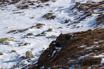 a chamois buck, rupicapra rupicapra, in the austrian alps, at a sunny winter day