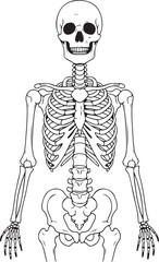 Human skeleton anatomy illustration silhouette isolated on transparent background
