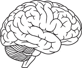 Detailed outline silhouette of a human brain isolated on transparent background