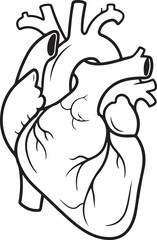 Anatomical heart silhouette isolated on transparent background