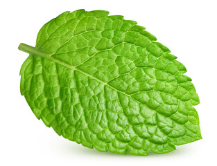 Fresh mint isolated on transparent background. Fresh mint leaf. Mint PNG © URSA Star