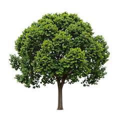 Lush Green Leafy Tree 3D Render Illustration
