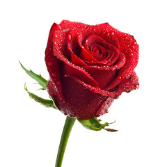 Vivid Red Rose Water Droplets Close-up Fresh Bloom Image