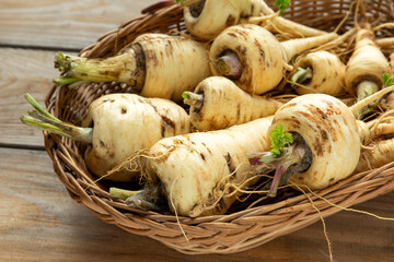 A freshly harvested parsnip roots from own garden in wicker basket. A vegetable high in vitamins, antioxidants, and minerals.