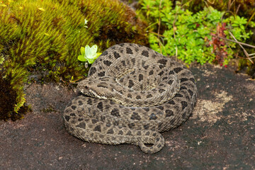 Naklejka premium Close-up of a beautiful berg adder (Bitis atropos), in the Drakensberg mountains. A South African endemic venomous snake on a rock