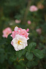 Obraz premium Pink roses in the garden of pink roses. Blooming Roses on the Bush. Growing roses in the garden.