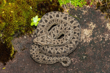 Close-up of a beautiful berg adder (Bitis atropos), in the Drakensberg mountains. A South African endemic venomous snake on a rock