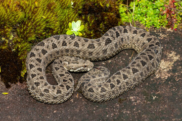 Fototapeta premium Close-up of a beautiful berg adder (Bitis atropos), in the Drakensberg mountains. A South African endemic venomous snake on a rock