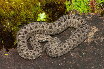 Fototapeta premium Close-up of a beautiful berg adder (Bitis atropos), in the Drakensberg mountains. A South African endemic venomous snake on a rock