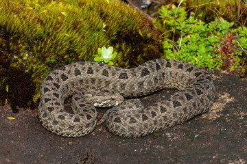 Close-up of a beautiful berg adder (Bitis atropos), in the Drakensberg mountains. A South African endemic venomous snake on a rock