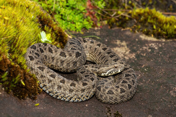 Close-up of a beautiful berg adder (Bitis atropos), in the Drakensberg mountains. A South African endemic venomous snake on a rock