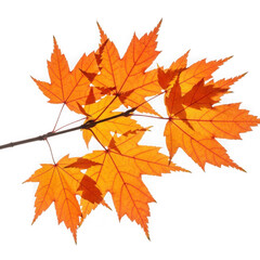 Fototapeta premium Vibrant orange maple leaves on branch isolated on transparent background