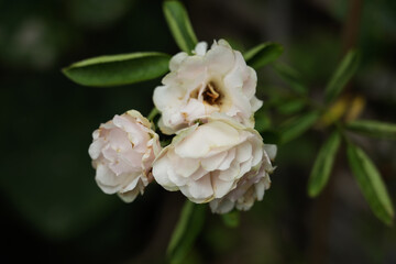 Obraz premium White roses in the garden of white roses. Blooming Roses on the Bush. Growing roses in the garden.