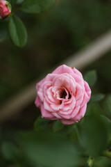 Pink roses in the garden of pink roses. Blooming Roses on the Bush. Growing roses in the garden.