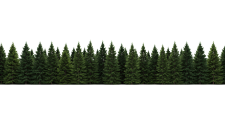 Panoramic row of lush emerald fir and spruce evergreen trees, highly detailed foliage and dark bark, isolated against a stark white infinity background. Concept of clean environmental design