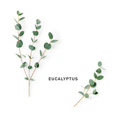 Eucalyptus branches photography isolated on white background