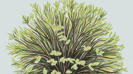 Fototapeta premium Botanical Green Shrub Illustration with Variegated Stems and Fresh Foliage