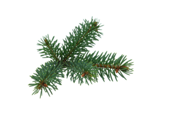 macro shot of vibrant emerald green noble fir branch with micro-frost, isolated on a transparent background with copy space, clean, crisp commercial still life concept of holiday elegance