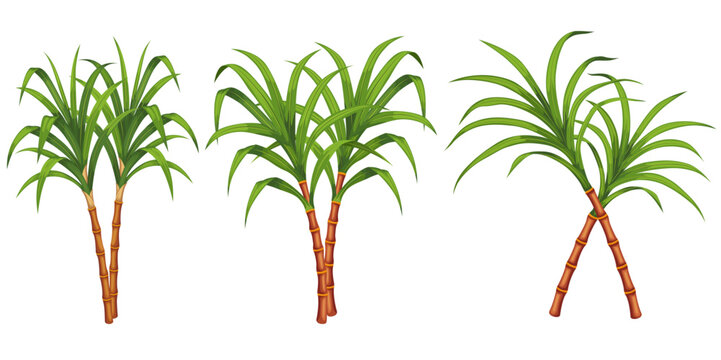 set of sugarcane branches isolated 
